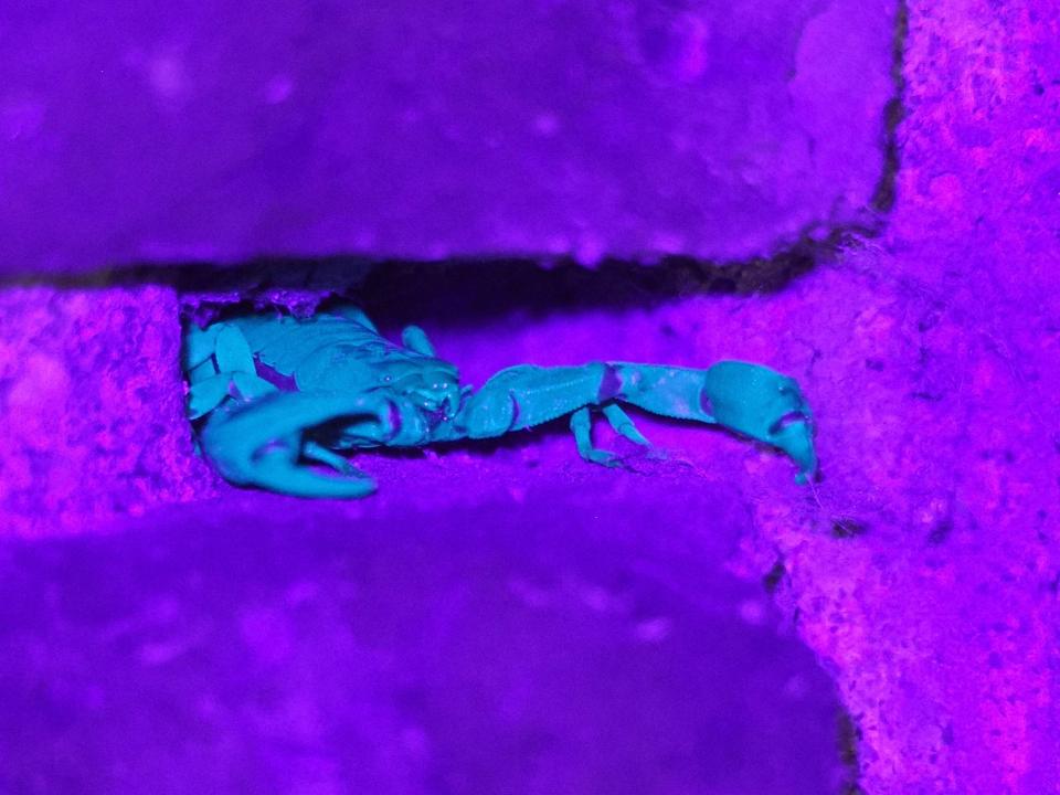Yellow-tailed scorpion under UV light in Sheerness, Kent.