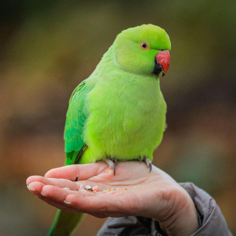 Ring-necked parakeet eating seeds from a hand.
