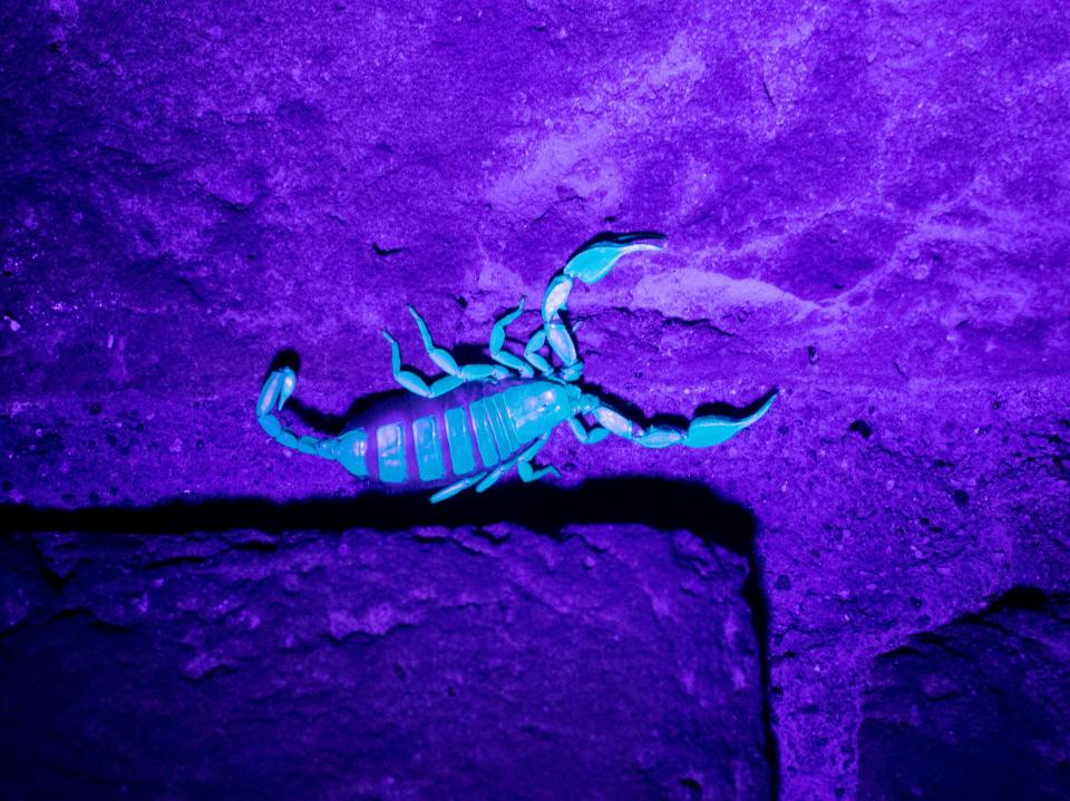 Scorpion glowing blue-green under UV light.