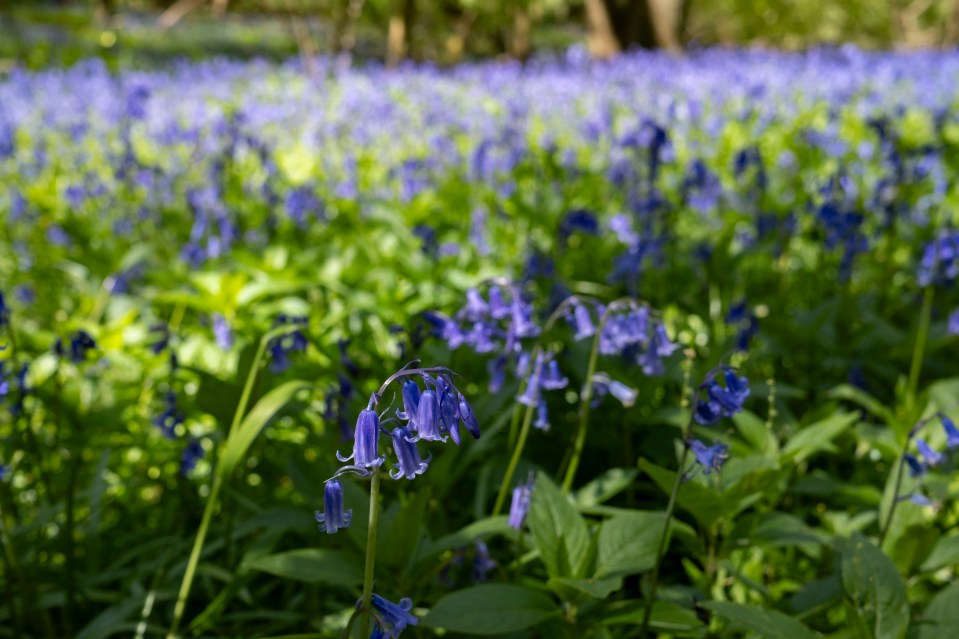 Bluebells in a woodland.