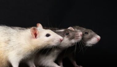 Rats