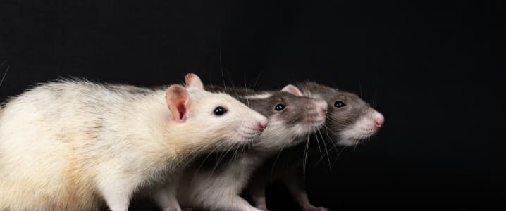 Rats