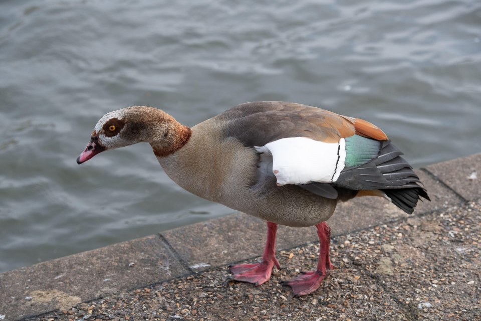 Egyptian goose by the River Thames.