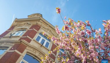 People enjoy cherry blossoms in Bonn, Germany-Xinhua
