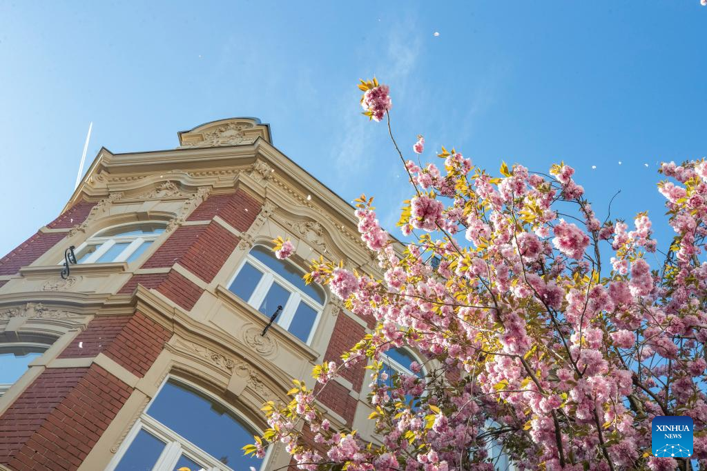 People enjoy cherry blossoms in Bonn, Germany-Xinhua