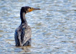 Cormorant bird