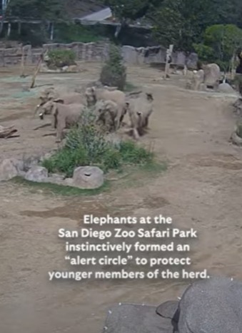Elephants forming a protective circle at the San Diego Zoo Safari Park in response to an earthquake.
