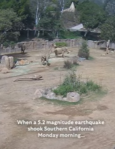 Elephants huddled together in a circle at the San Diego Zoo Safari Park in response to an earthquake.