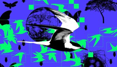 How AI is reshaping wildlife conservation — for better or worse