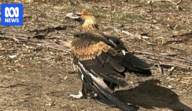 Property owner finds wedge-tailed eagles shot near Wagga Wagga