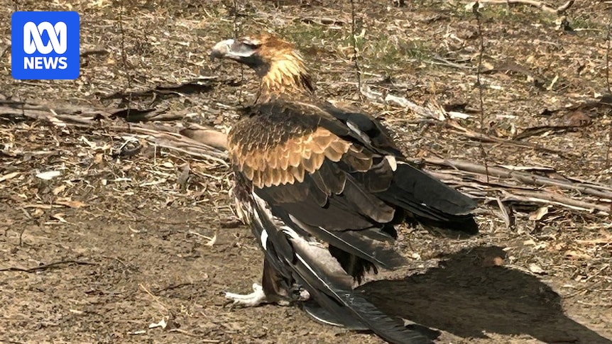 Property owner finds wedge-tailed eagles shot near Wagga Wagga