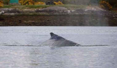 Humpback whale spotted near Kessock Bridge and Beauly Firth