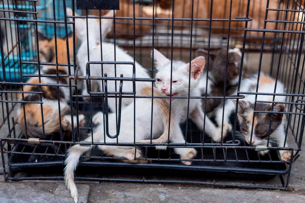 Experts warn the next pandemic could start in markets like this one in Vietnam