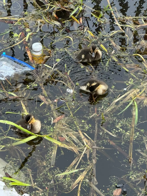 Ducklings on the Forth and Clyde Canal in Clydebank