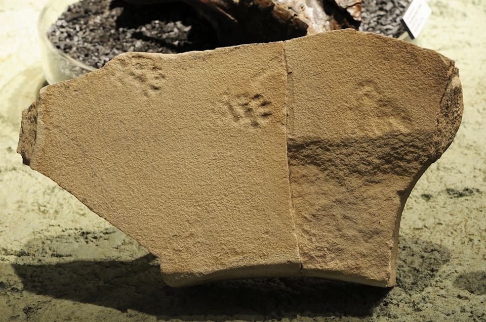 Cat-like footprints from the John Day Formation of Oregon.