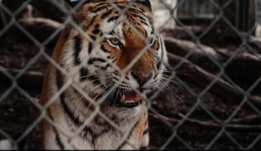7 Tigers Seized From US Man's House. He Uses Them As 'Emotional Support Animals'