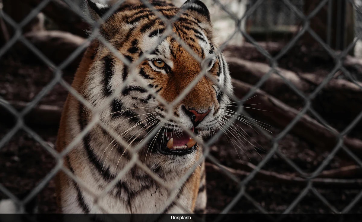 7 Tigers Seized From US Man's House. He Uses Them As 'Emotional Support Animals'