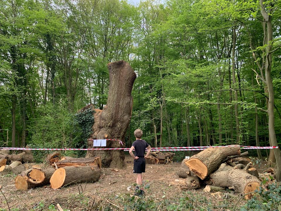 The incident has been reported to the Metropolitan Police and the council has put an emergency preservation order in place on the base of the stump. (PA)