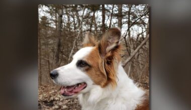 Popular drug used to treat dogs may come with serious risks, FDA issues warning for adverse reactions