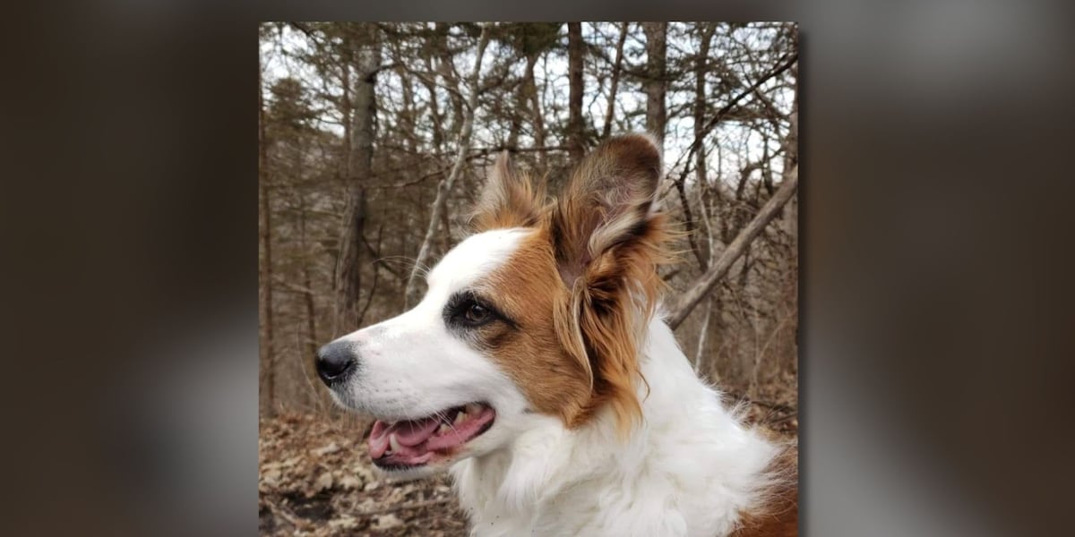 Popular drug used to treat dogs may come with serious risks, FDA issues warning for adverse reactions