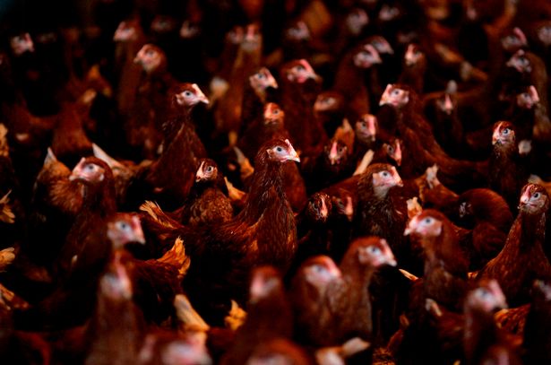 battery hens in farm