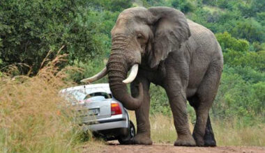 18 killed, 32 injured in human-wildlife conflicts in three months