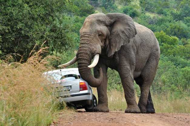18 killed, 32 injured in human-wildlife conflicts in three months
