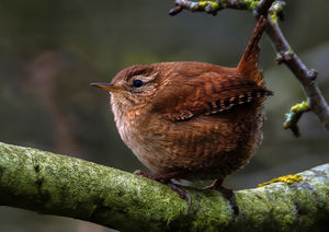 A Wren at Venus Pool Reserve.