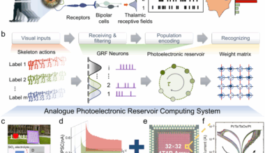 A bioinspired in-materia analog photoelectronic reservoir computing for human action processing