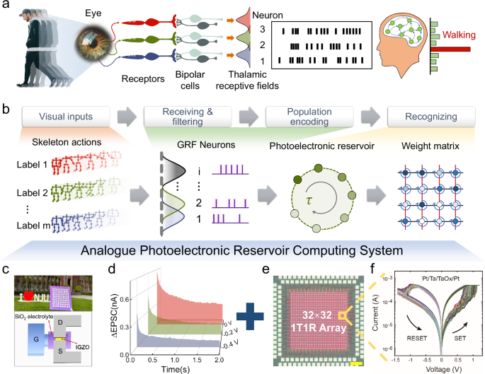 A bioinspired in-materia analog photoelectronic reservoir computing for human action processing