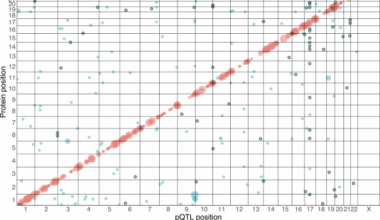 Genetics of circulating proteins in newborn babies at high risk of type 1 diabetes
