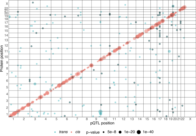 Genetics of circulating proteins in newborn babies at high risk of type 1 diabetes
