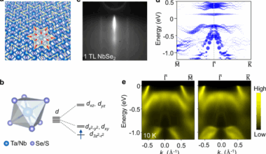 Orbital textures and evolution of correlated insulating state in monolayer 1T phase transition metal dichalcogenides