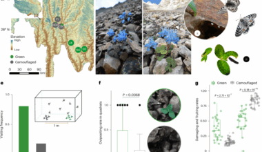 Genetic basis of camouflage in an alpine plant and its long-term co-evolution with an insect herbivore