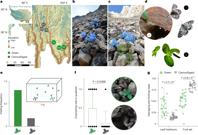 Genetic basis of camouflage in an alpine plant and its long-term co-evolution with an insect herbivore