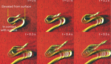 Topological dynamics of rapid non-planar gaits in slithering snakes