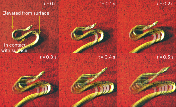 Topological dynamics of rapid non-planar gaits in slithering snakes