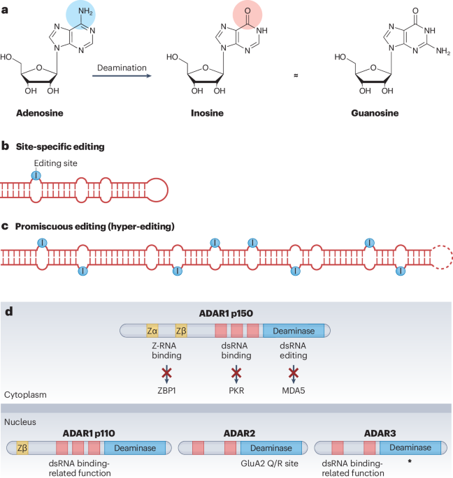 Leveraging genetics to understand ADAR1-mediated RNA editing in health and disease