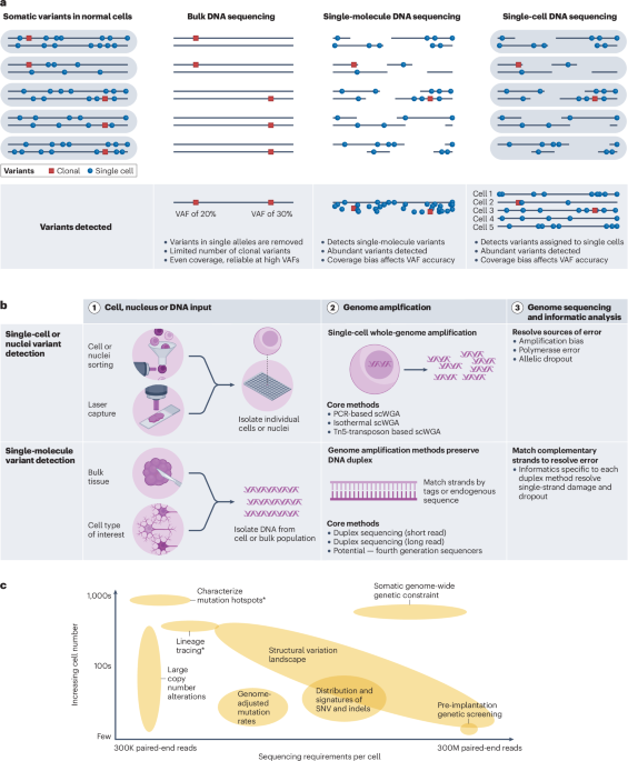 Advances in single-cell DNA sequencing enable insights into human somatic mosaicism