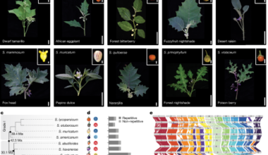 Solanum pan-genetics reveals paralogues as contingencies in crop engineering