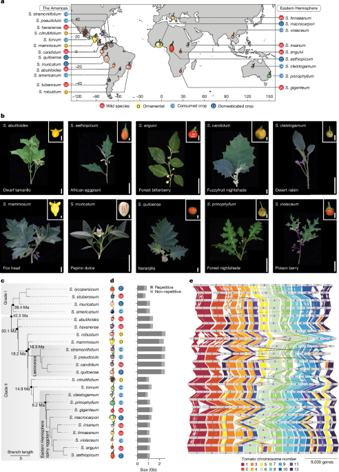 Solanum pan-genetics reveals paralogues as contingencies in crop engineering