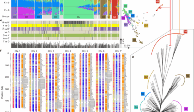 Genomic and genetic insights into Mendel’s pea genes