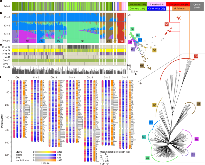 Genomic and genetic insights into Mendel’s pea genes