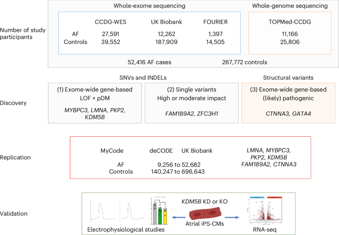 Sequencing in over 50,000 cases identifies coding and structural variation underlying atrial fibrillation risk