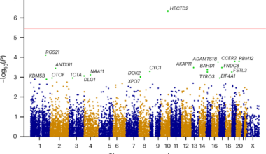Rare loss-of-function variants in HECTD2 and AKAP11 confer risk of bipolar disorder