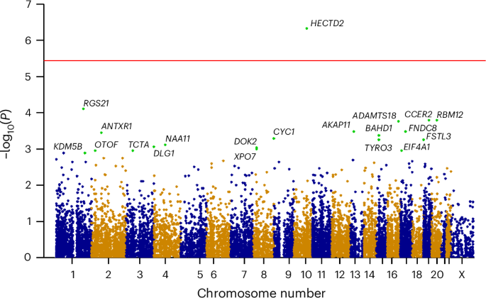 Rare loss-of-function variants in HECTD2 and AKAP11 confer risk of bipolar disorder