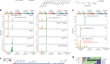 A redefined InDel taxonomy provides insights into mutational signatures