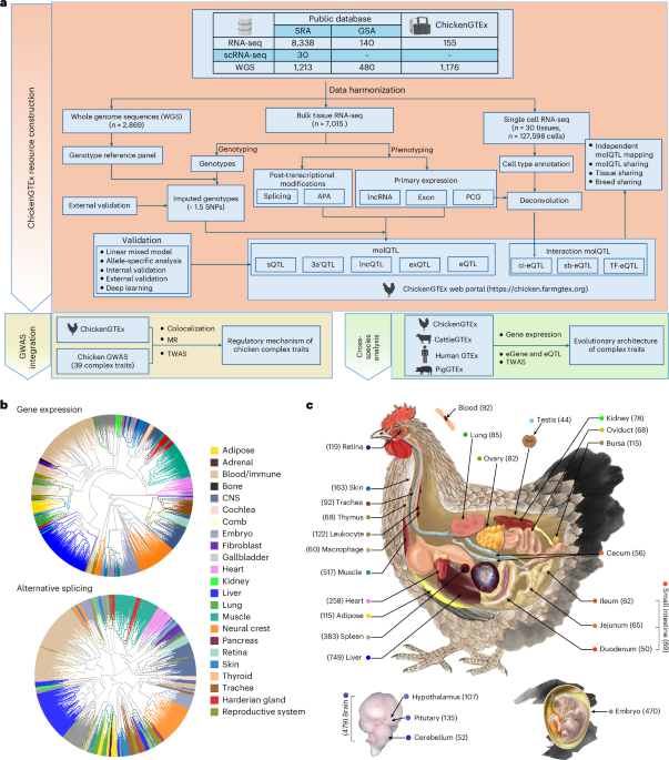 Genetic regulation of gene expression across multiple tissues in chickens