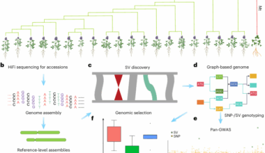 Pan-genomic analysis highlights genes associated with agronomic traits and enhances genomics-assisted breeding in alfalfa