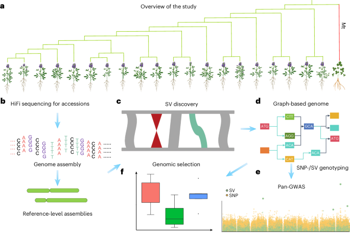Pan-genomic analysis highlights genes associated with agronomic traits and enhances genomics-assisted breeding in alfalfa